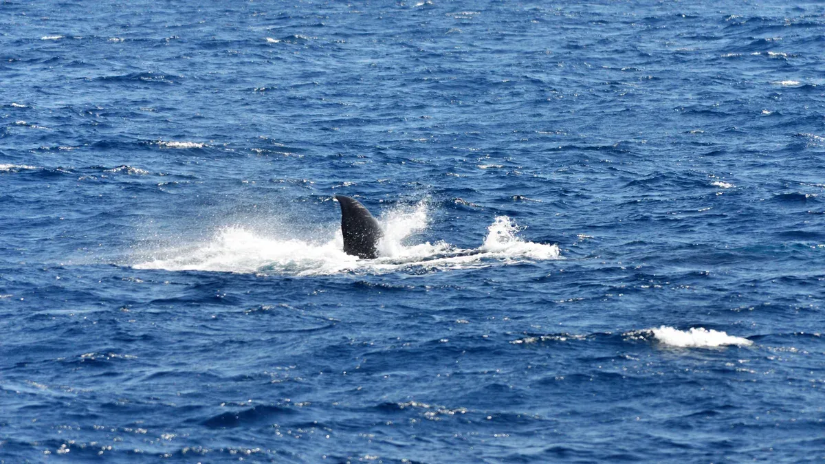 Blue whale diving in deep blue water off Mirissa on a Mirissa whale watching tour, Sri Lanka